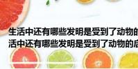 生活中还有哪些发明是受到了动物的启发请试着写一写(生活中还有哪些发明是受到了动物的启发)