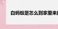 白蚂蚁是怎么到家里来的(白蚂蚁)