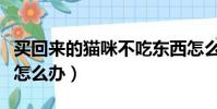 买回来的猫咪不吃东西怎么办(猫咪不吃东西怎么办)