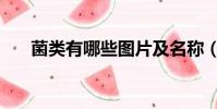 菌类有哪些图片及名称(菌类有哪些)
