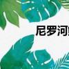尼罗河鲈鱼图片（尼罗河鲈鱼）