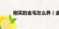 刚买的金毛怎么养(金毛怎么养)