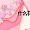 什么花花的词语（什么花花）