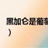 黑加仑是葡萄吗多少钱一斤（黑加仑是葡萄吗）
