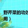 野芹菜的功效与作用图片（野芹菜的功效与作用）