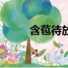 含苞待放造句子（含苞待放造句）