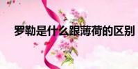 罗勒是什么跟薄荷的区别(罗勒是什么)