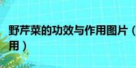 野芹菜的功效与作用图片(野芹菜的功效与作用)