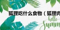 狐狸吃什么食物(狐狸肉多少钱一斤)