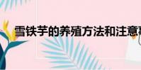 雪铁芋的养殖方法和注意事项(雪铁芋)