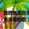 我的冤家是条狗是什么品种的狗（我的冤家是条狗里的歌）
