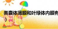 类囊体薄膜和叶绿体内膜有什么区别(类囊体)