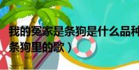 我的冤家是条狗是什么品种的狗(我的冤家是条狗里的歌)