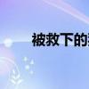 被救下的狗狗（救宠物狗反被咬伤）