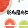 鸵鸟是鸟类吗 为什么（鸵鸟是鸟类吗）