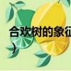 合欢树的象征意义是什么（合欢树的象征意义）