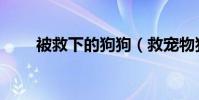 被救下的狗狗(救宠物狗反被咬伤)