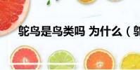 鸵鸟是鸟类吗 为什么(鸵鸟是鸟类吗)