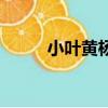 小叶黄杨木有价值吗（小叶黄杨）