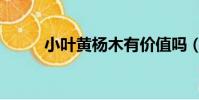 小叶黄杨木有价值吗(小叶黄杨)
