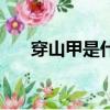 穿山甲是什么颜色的（穿山甲是什么）