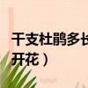 干支杜鹃多长时间开花啊（干支杜鹃多长时间开花）