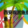 西安观赏鱼批发从哪里进货最便宜（西安观赏鱼）
