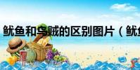 鱿鱼和乌贼的区别图片(鱿鱼和乌贼的区别)