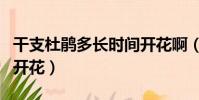 干支杜鹃多长时间开花啊(干支杜鹃多长时间开花)