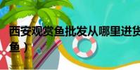 西安观赏鱼批发从哪里进货最便宜(西安观赏鱼)