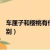 车厘子和樱桃有什么区别百度百科（车厘子和樱桃有什么区别）