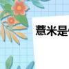 薏米是什么（薏米怎么吃最好）