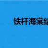 铁杆海棠结果子了能吃吗（铁杆海棠）