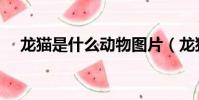 龙猫是什么动物图片(龙猫是什么动物)