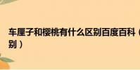 车厘子和樱桃有什么区别百度百科(车厘子和樱桃有什么区别)