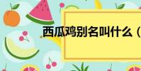 西瓜鸡别名叫什么(西瓜鸡)