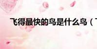 飞得最快的鸟是什么鸟(飞得最快的鸟)