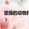 坚强的动物打一生肖是（坚强的动物打一生肖）