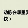 动脉在哪里要怎么切（动脉在哪里怎么割死的快）