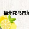 福州花鸟市场有几个地方（福州花鸟市场）
