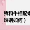 猪和牛相配婚姻如何八五和八三（猪和牛相配婚姻如何）