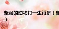 坚强的动物打一生肖是(坚强的动物打一生肖)