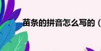 苗条的拼音怎么写的(苗条读音)