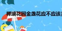禅境花园金盏花应不应该卖(禅境花园)