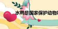 水鸭是国家保护动物吗(水鸭)