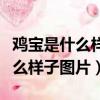 鸡宝是什么样子的生长在什么地方（鸡宝长什么样子图片）