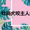 杜高犬咬主人的几率大吗（养杜高犬危险吗）