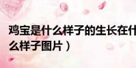 鸡宝是什么样子的生长在什么地方(鸡宝长什么样子图片)