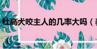 杜高犬咬主人的几率大吗(养杜高犬危险吗)