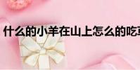 什么的小羊在山上怎么的吃草(什么的小羊)